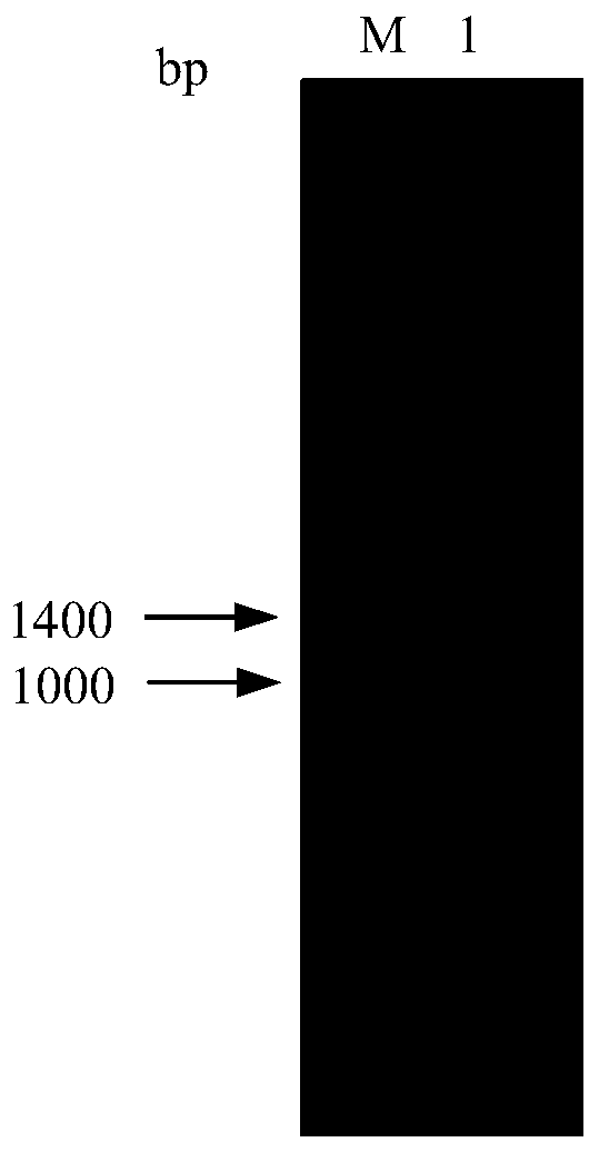 Expression vector promoting expression of 3β-hsd gene and its construction method and application