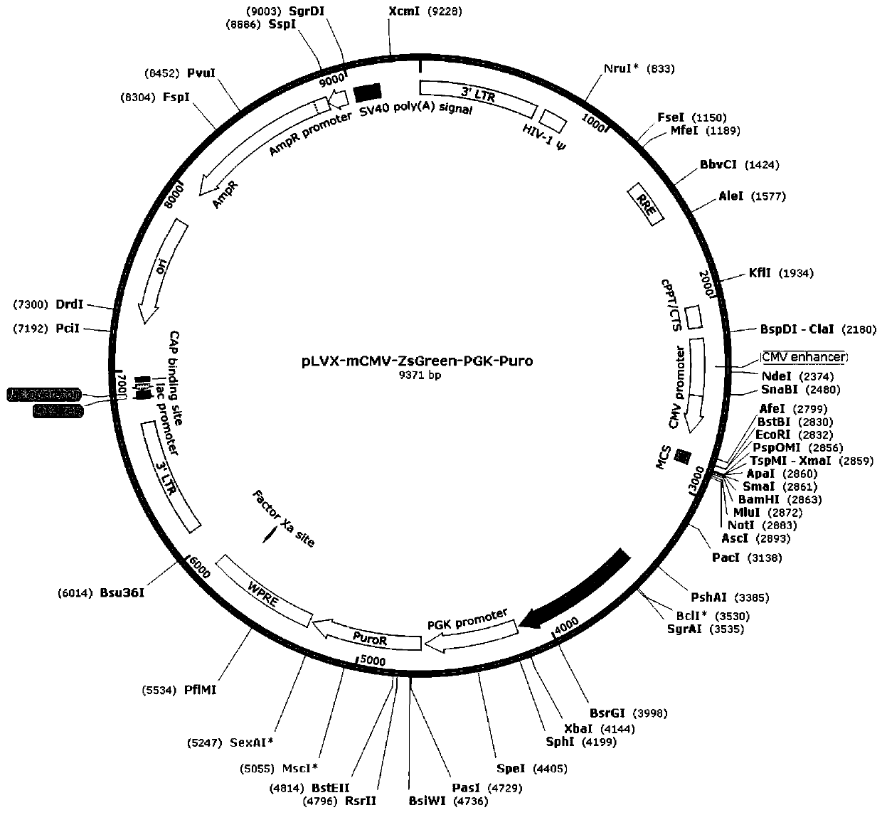 Expression vector promoting expression of 3β-hsd gene and its construction method and application