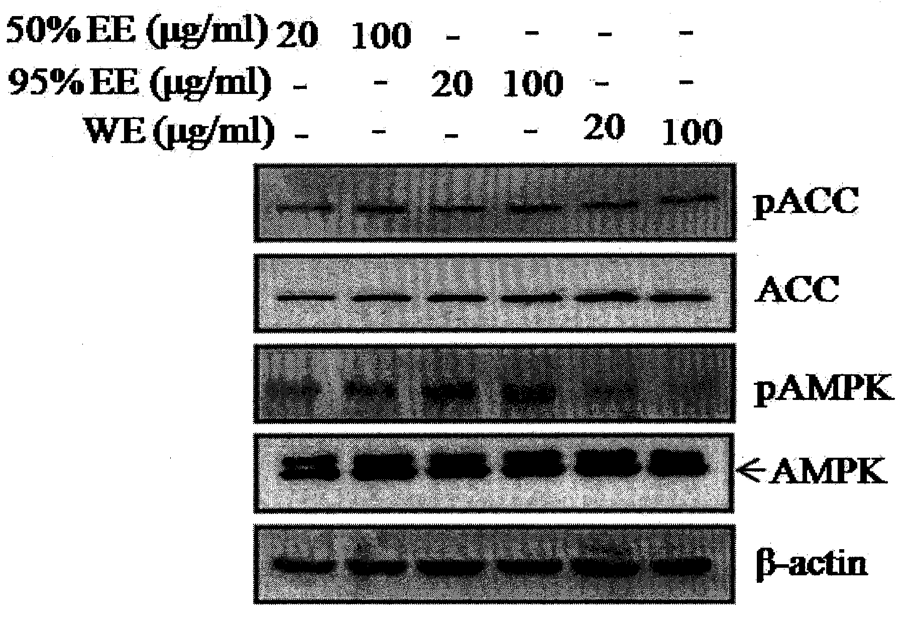 Artemisia sacrorum extract as well as preparation method and application thereof