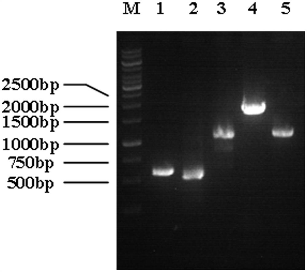 A kind of genetically engineered bacteria for L-sarcosine production and its construction method and application