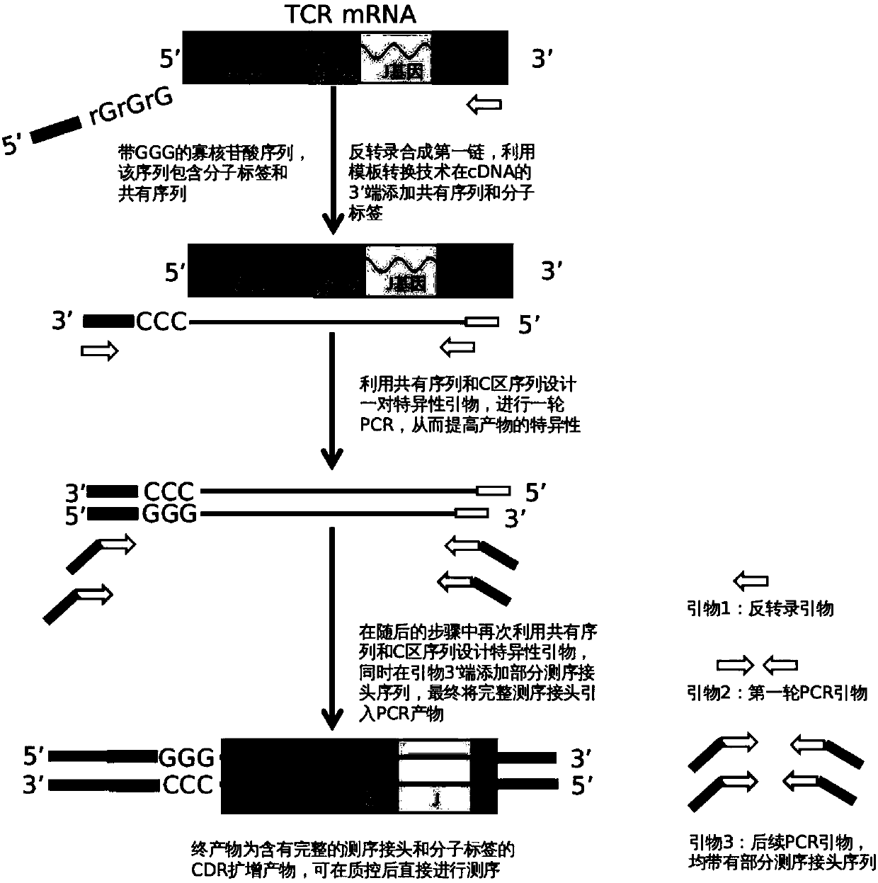 Construction method of T cell antigen receptor diversity sequencing library and kit
