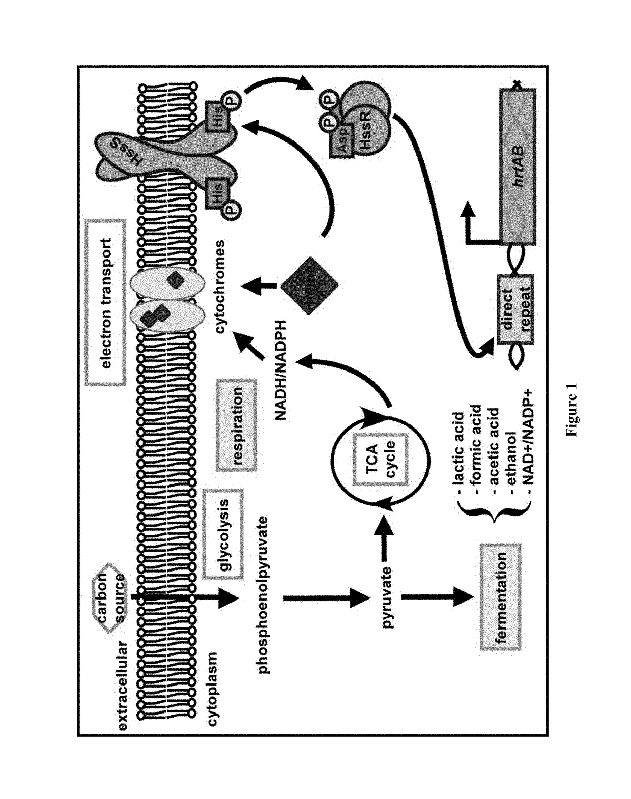 Compositions and methods for treating microbial infections