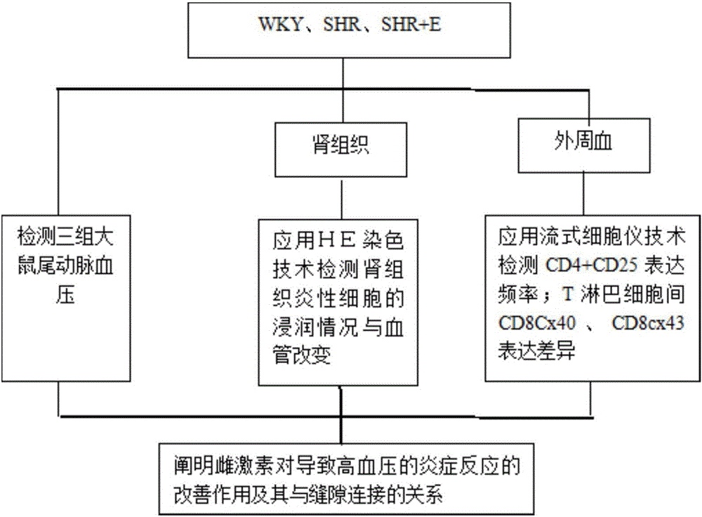 Experimental method for proving connected relation of estrogen and gap