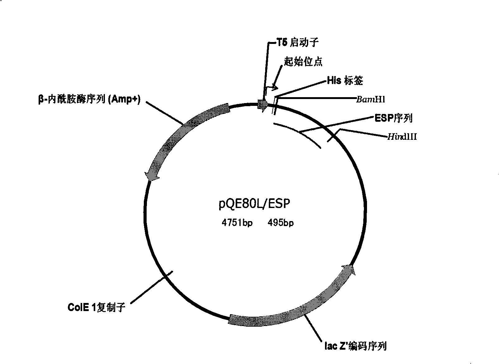 Paragonimiasis detection device and method for making same