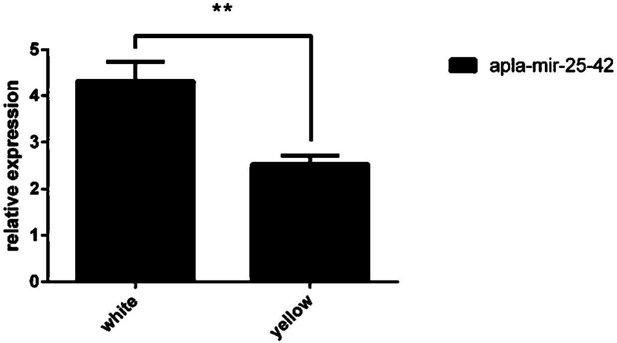 MiRNA apla-mir-25-42 related to follicular development of laying ducks and detection primers, inhibitors and application thereof