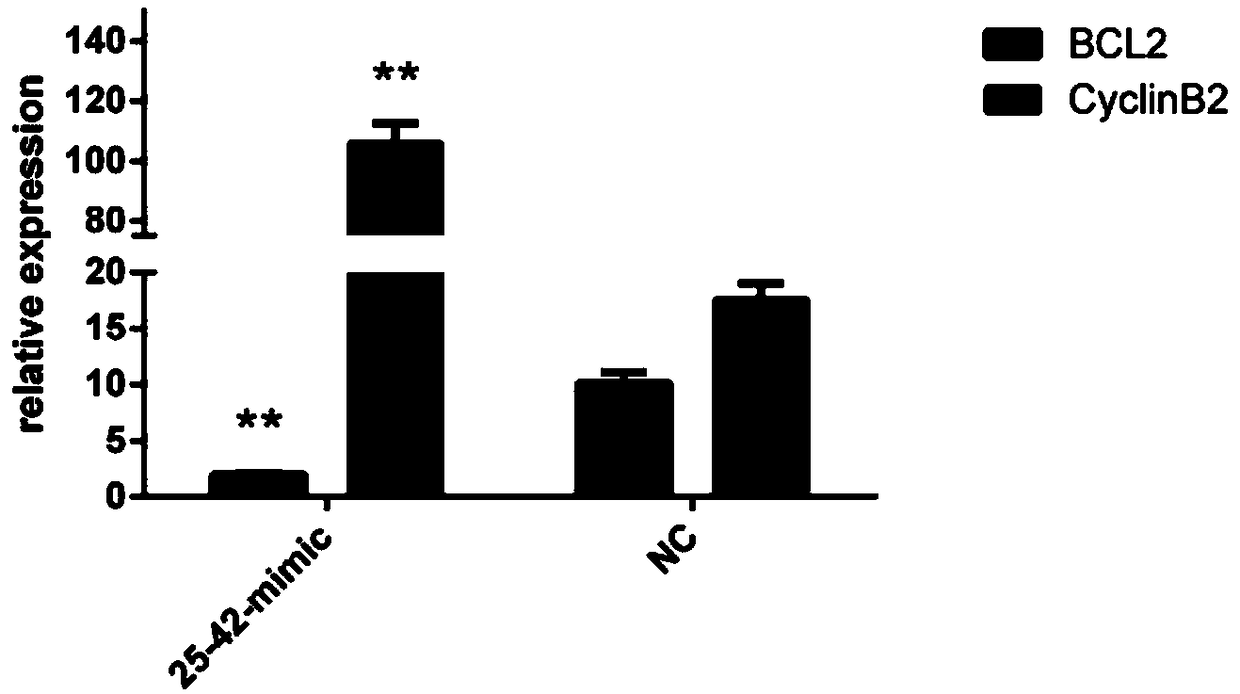 MiRNA apla-mir-25-42 related to follicular development of laying ducks and detection primers, inhibitors and application thereof