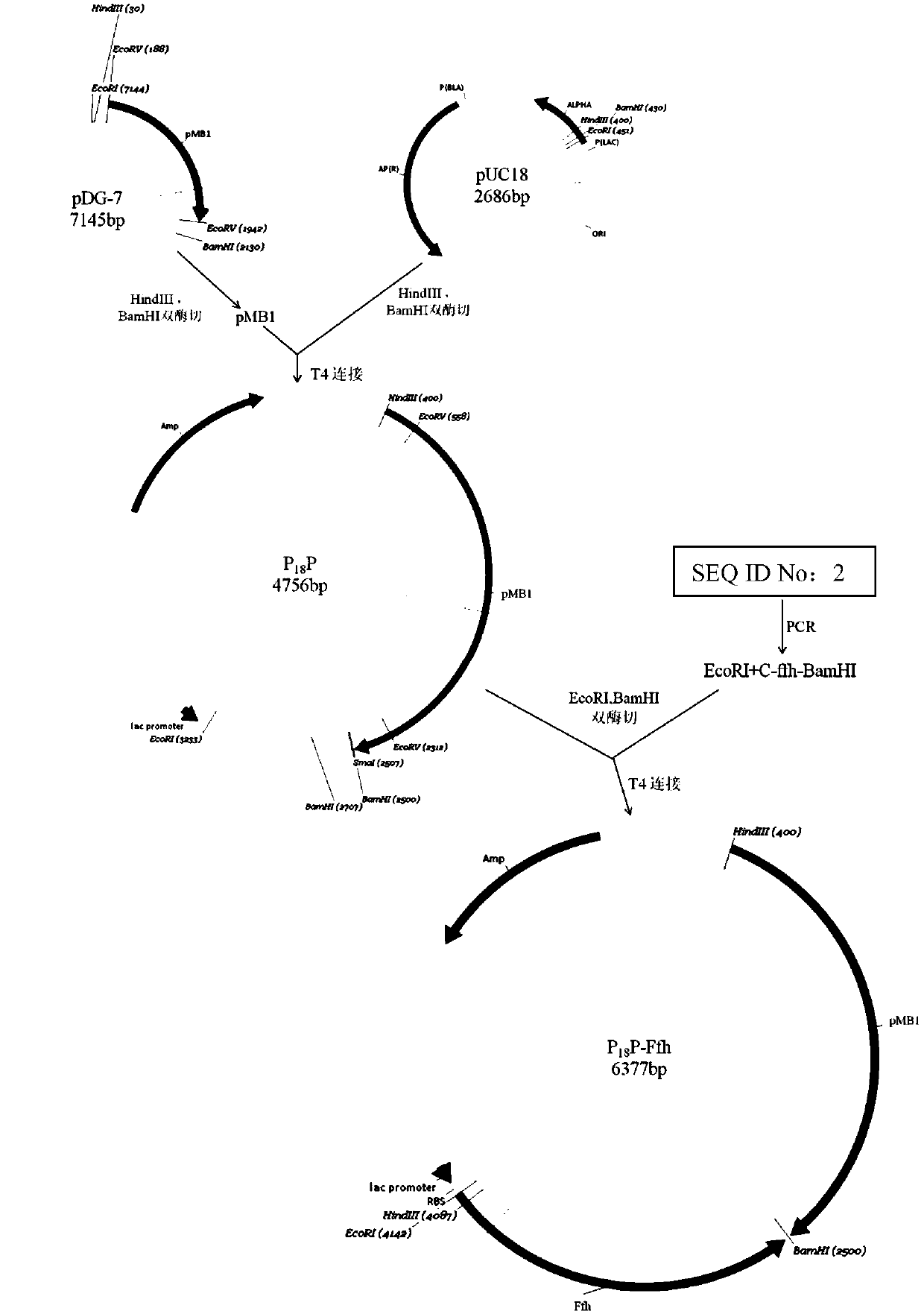 Application of Signal Recognition Particle Subunit and Its Encoding Gene in Producing Acid-resistant Bifidobacterium and Plasmid and Bifidobacterium Containing the Gene