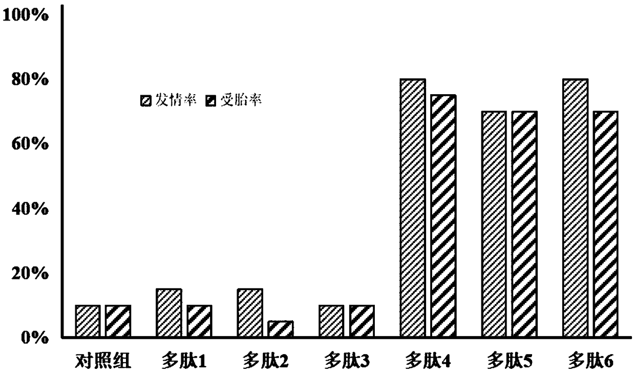 Camellia oleifera meal polypeptide, preparation method and effect of promoting estrus and conception in anestrous cows