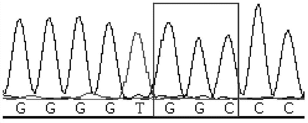 Method and primers for detecting ASXL1 gene c. 1934dupG mutation site
