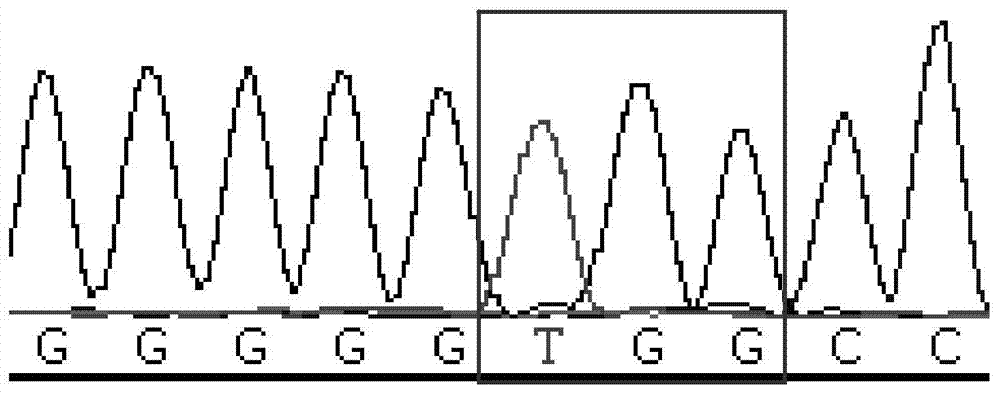 Method and primers for detecting ASXL1 gene c. 1934dupG mutation site