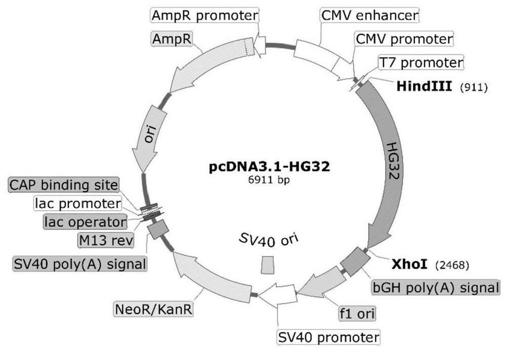 Novel multifunctional enzyme gene HG32 and application