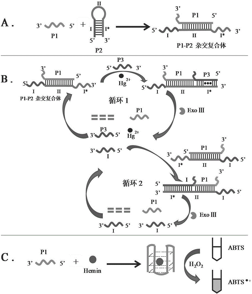 Double-circulation cascade signal amplification DNA (deoxyribonucleic acid) combination probe composition on basis of exonuclease III assistance, method for preparing double-circulation cascade signal amplification DNA combination probe composition and application thereof