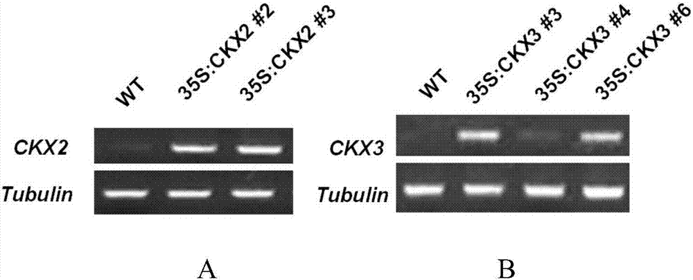 Application of CKX2 gene and CKX3 gene for improving cold resistance capability of plants