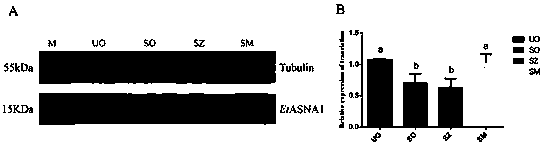 Molecular marker for eimeria tenella sensitive strain and drug-resistant strain and application of molecular marker