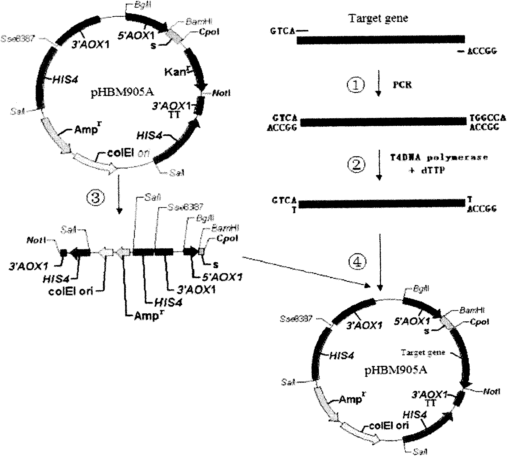 Method for efficiently expressing DNA polymerase by using pichia pastoris