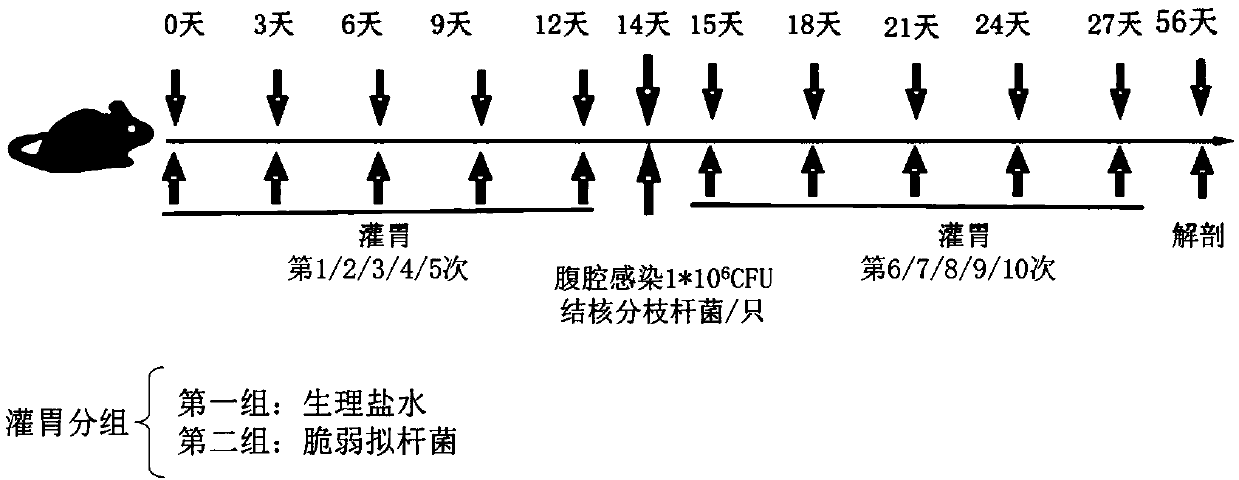 Application of Bacteroides fragilis in preparation of drugs to induce proliferation and/or accumulation of gamma delta T cells