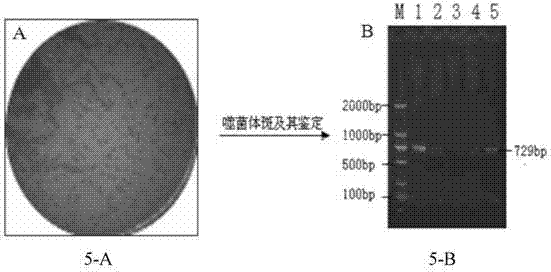 Capsid protein phage display particle of recombinant II porcine circovirus as well as preparation method and application thereof