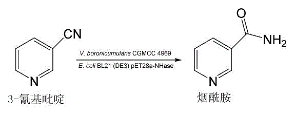 Variovoraxboronicumulans CGMCC 4969 and use thereof in bioconversion of 3-cyanopyridine for forming nicotinamide