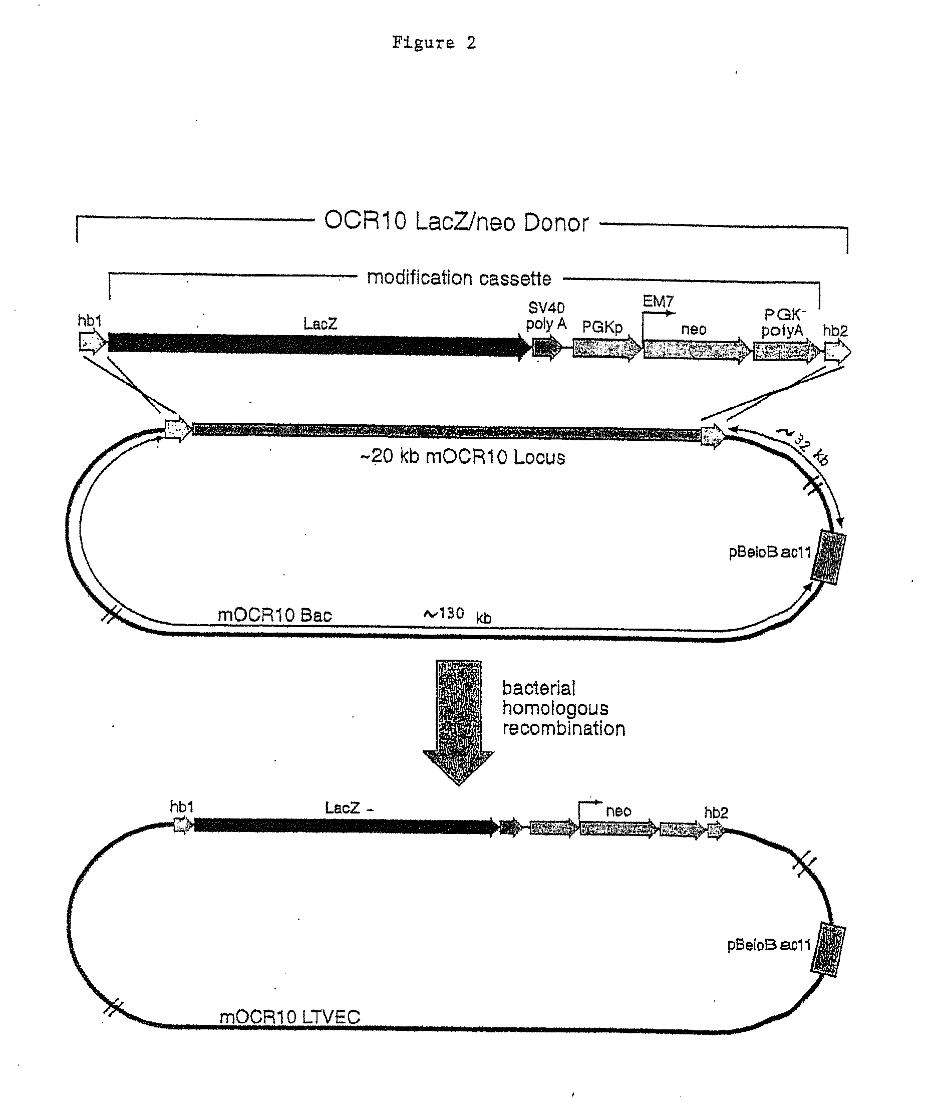 Methods of Modifying Eukaryotic Cells