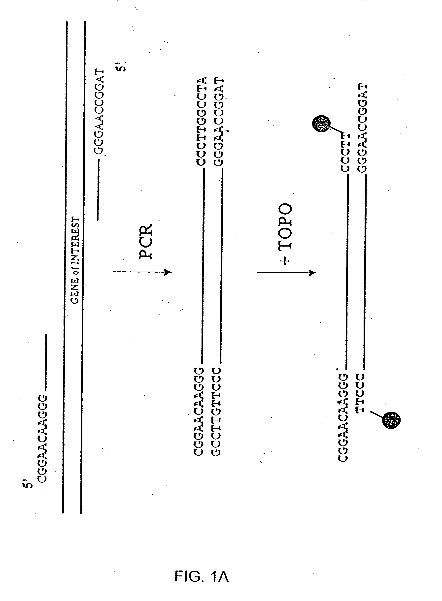 Methods and compositions for generating recombinant nucleic acid molecules