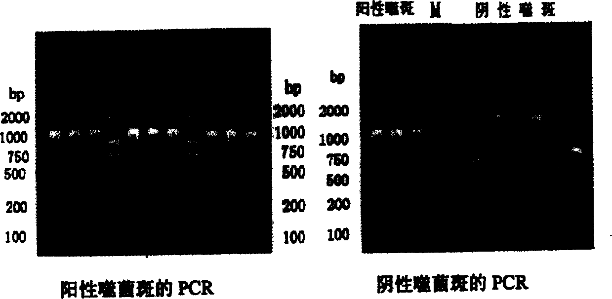 Human protein phosphokinase 2A point mutanted lung cancer related antigen gene