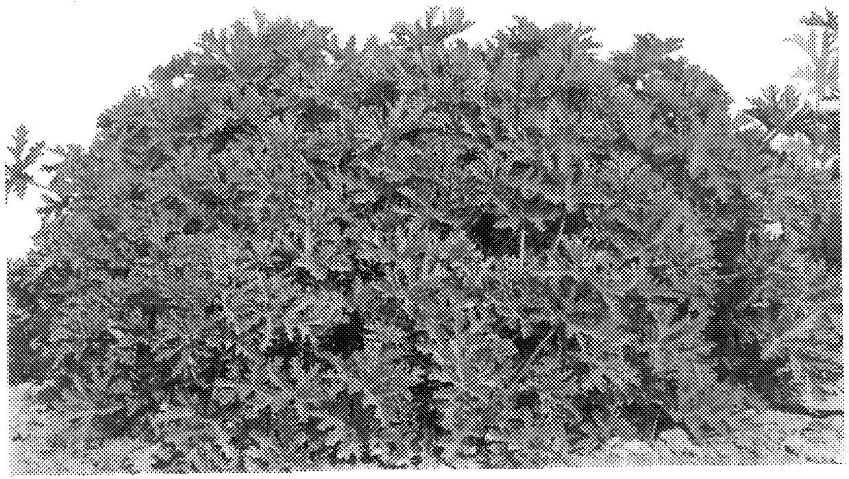Rose scented geranium pelargonium graveolenes plant `Safal`