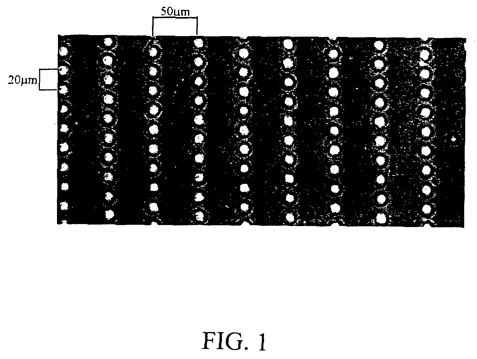 Method of growing stem cells on a membrane containing projections and grooves