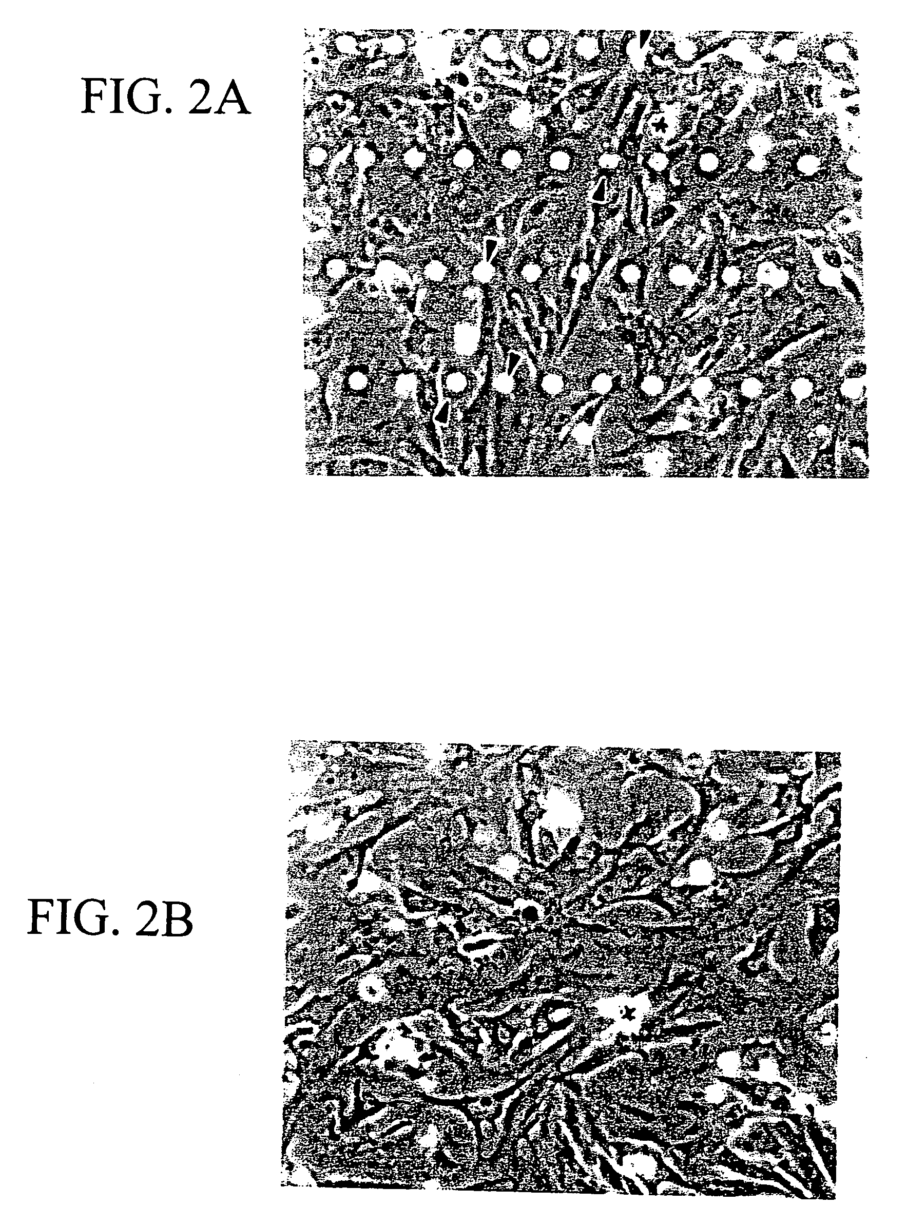 Method of growing stem cells on a membrane containing projections and grooves