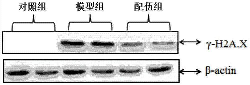 A composition containing melatonin and catechin and its application