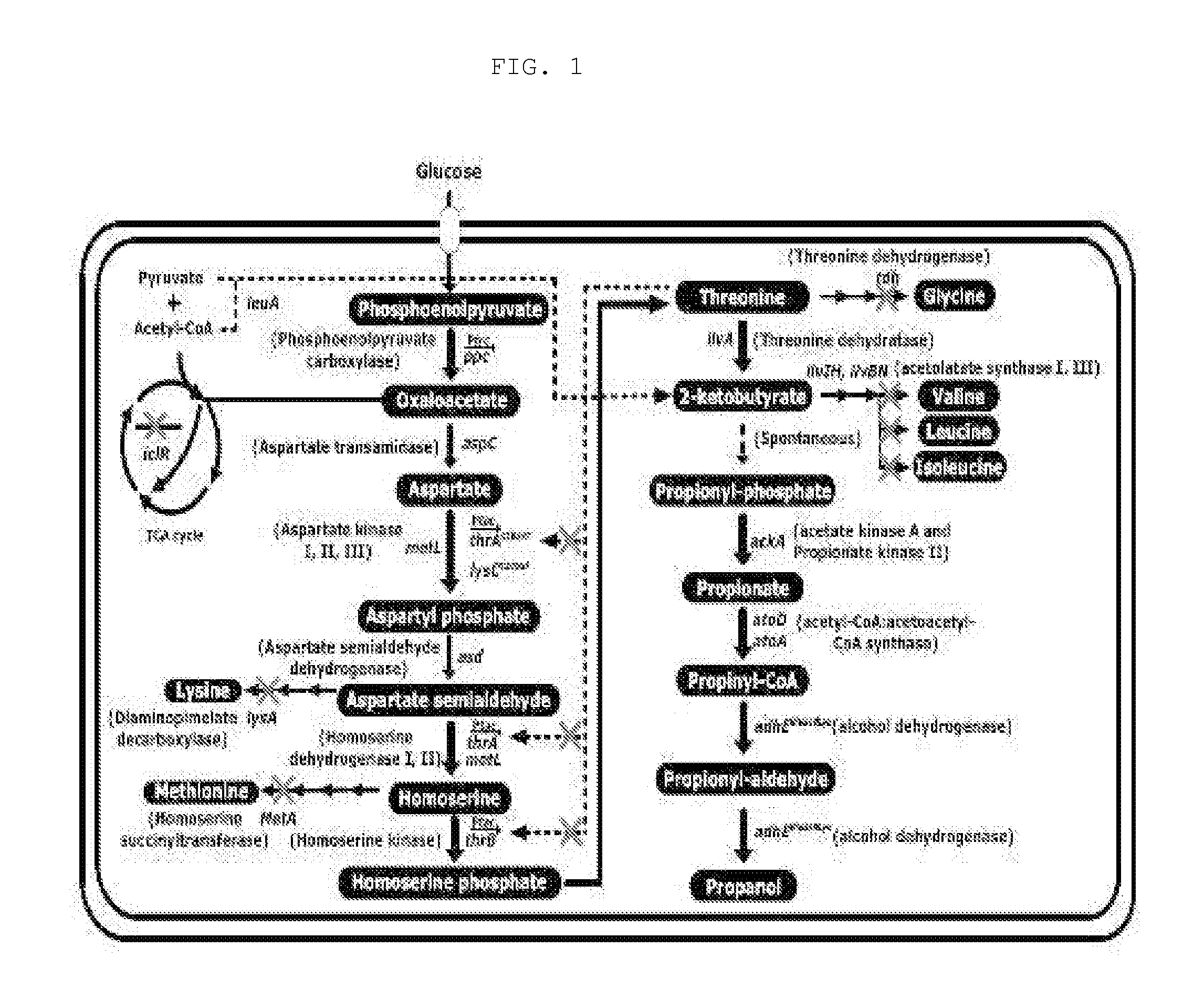 Recombinant Microorganisms Having Enhanced Propanol and Method for Preparing Propanol Using the Same