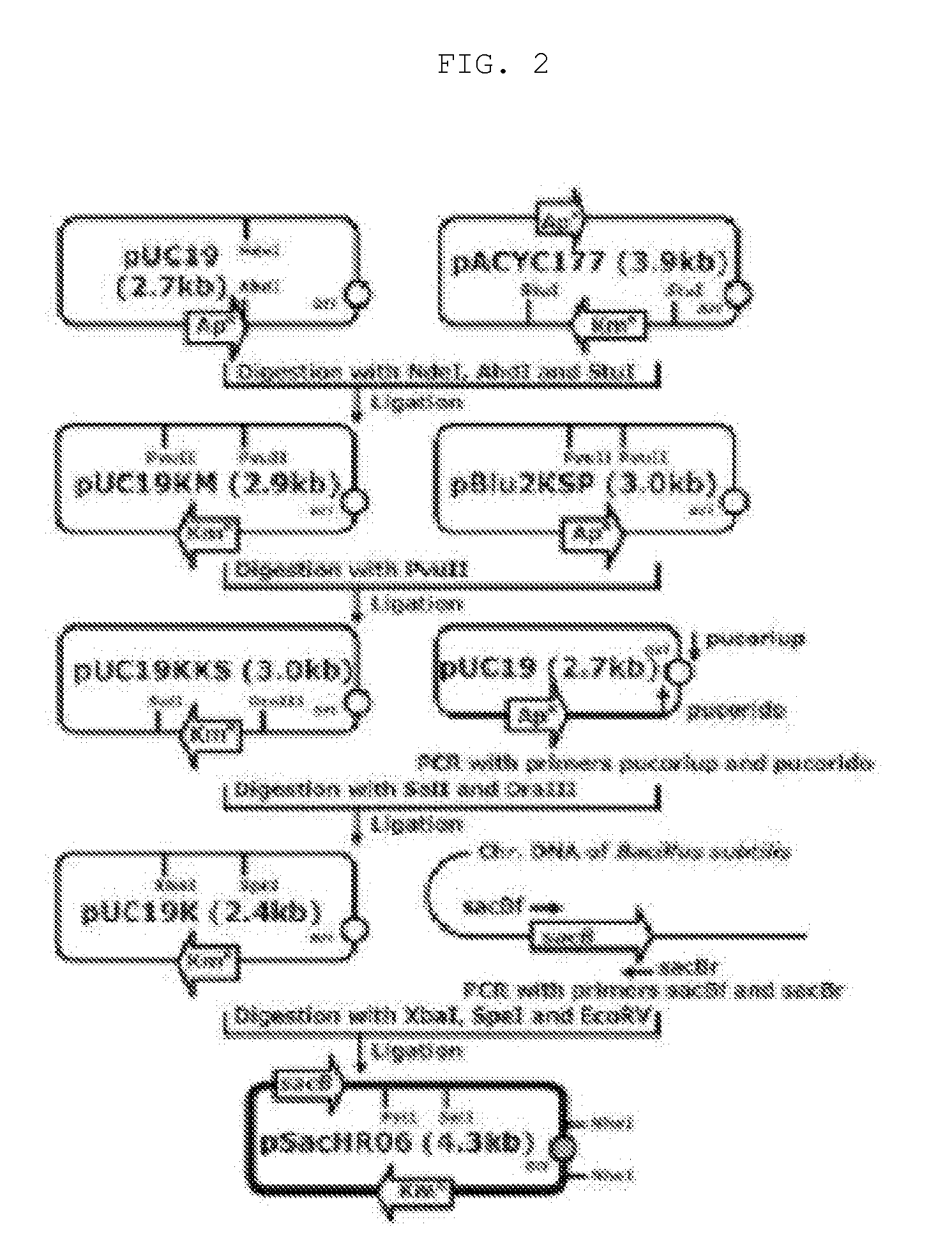 Recombinant Microorganisms Having Enhanced Propanol and Method for Preparing Propanol Using the Same