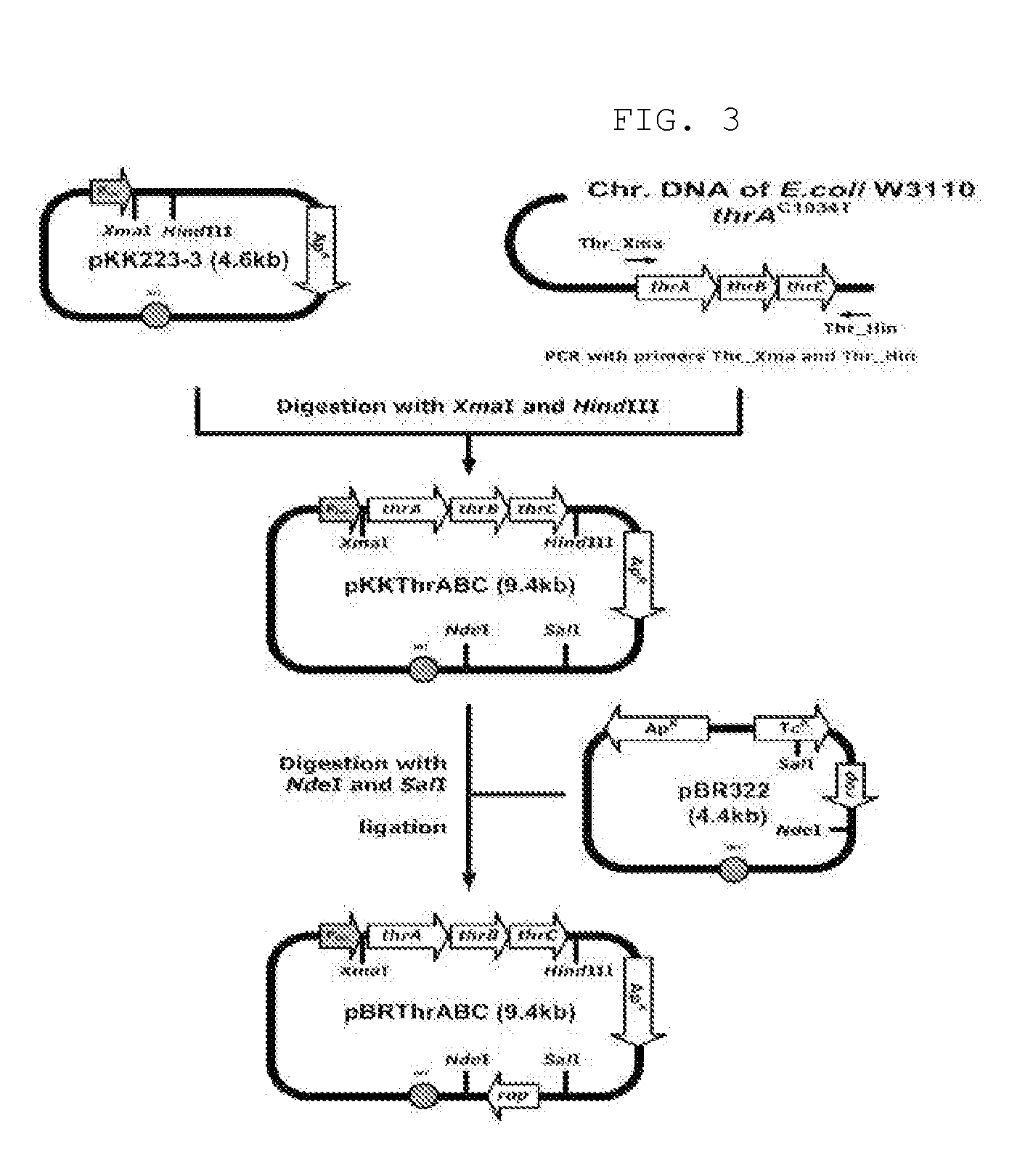 Recombinant Microorganisms Having Enhanced Propanol and Method for Preparing Propanol Using the Same