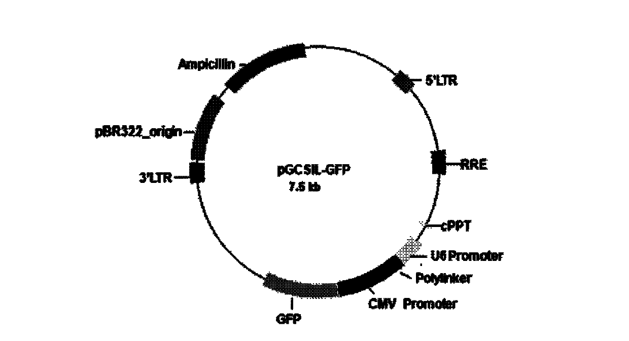 Application and related pharmaceuticals of human ubiquitin-protein ligase 138 (RNF138) gene