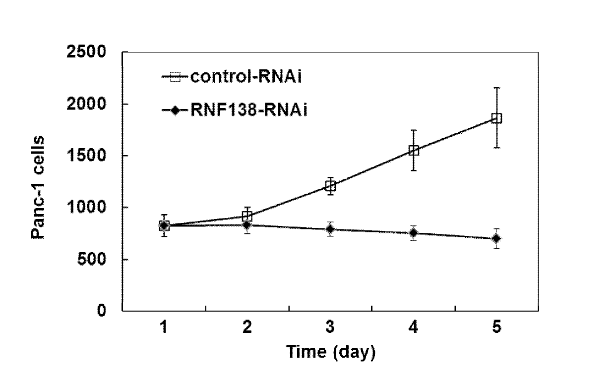 Application and related pharmaceuticals of human ubiquitin-protein ligase 138 (RNF138) gene