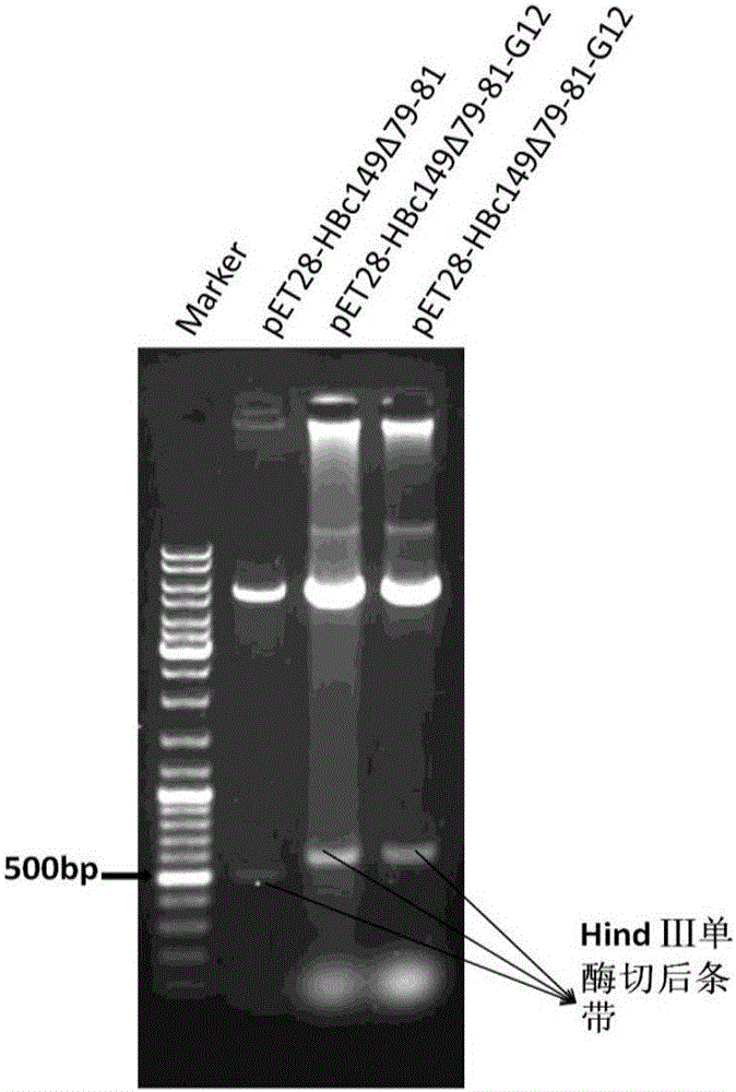 Human Gremlin 1 chimeric vaccine for treating liver fibrosis, and applications thereof