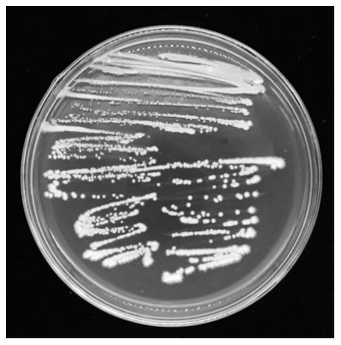 Staphylococcus equorum and application of staphylococcus equorum in prevention and treatment of gray mold of fruits and vegetables