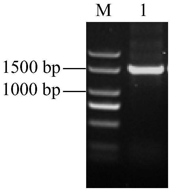 Staphylococcus equorum and application of staphylococcus equorum in prevention and treatment of gray mold of fruits and vegetables