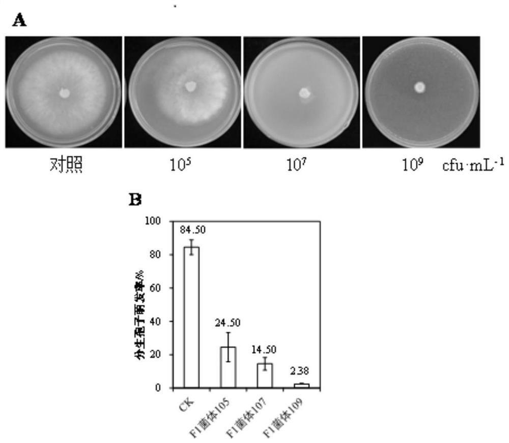 Staphylococcus equorum and application of staphylococcus equorum in prevention and treatment of gray mold of fruits and vegetables