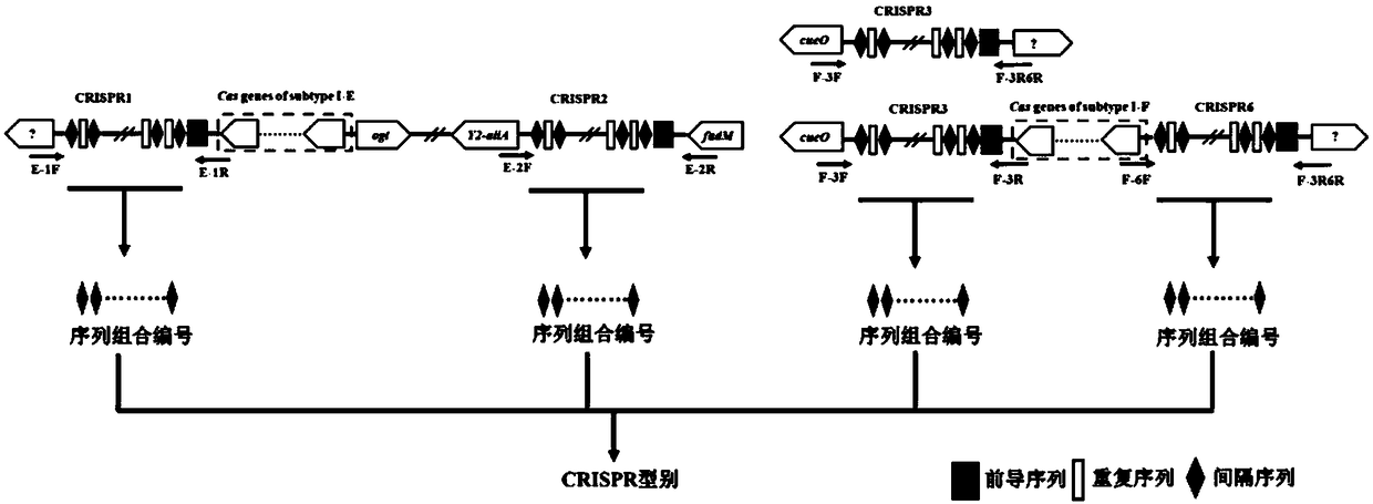 Cronobacter sakazakii CRISPR typing method