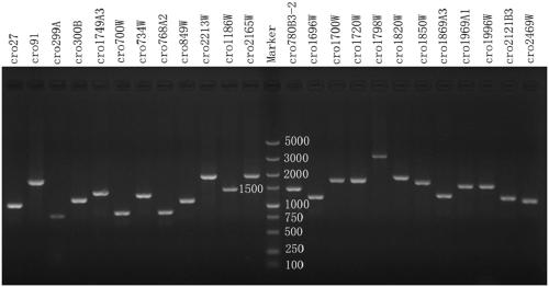 Cronobacter sakazakii CRISPR typing method