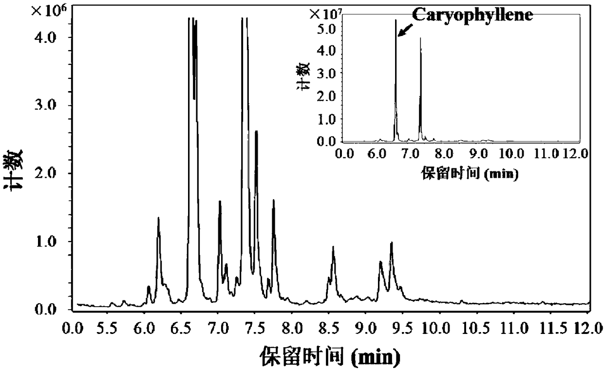 Paeoniflorin ethosome, preparation method and applications thereof