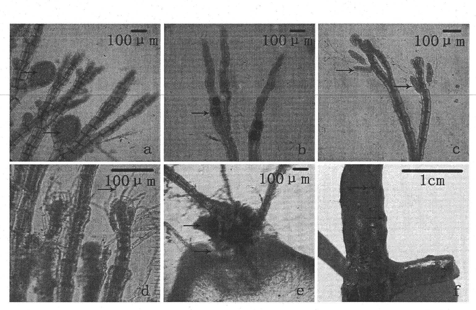 Preparation for removing epiphytic algae from alga body and application thereof