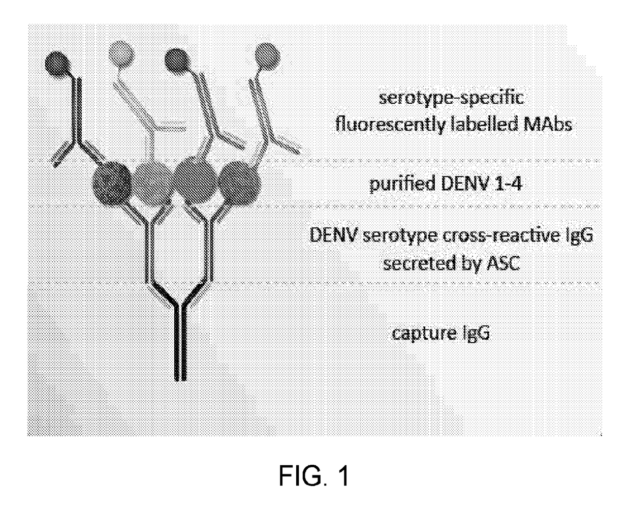 Methods of determining serotype specificity of an antibody