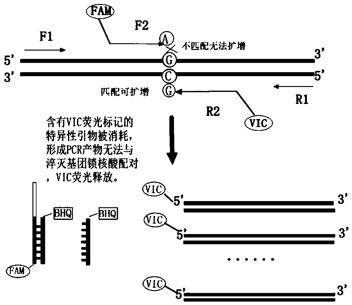 Human aspirin resistance gene polymorphism detection kit as well as preparation method and application thereof