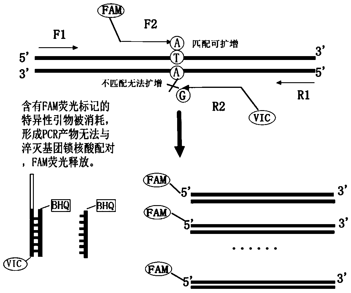 Human aspirin resistance gene polymorphism detection kit as well as preparation method and application thereof