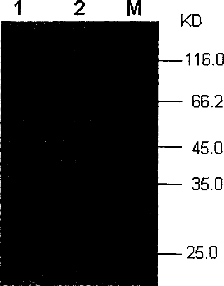 Non-structural protein gene 3ABC of foot-and-mouth disease virus and its preparation and use