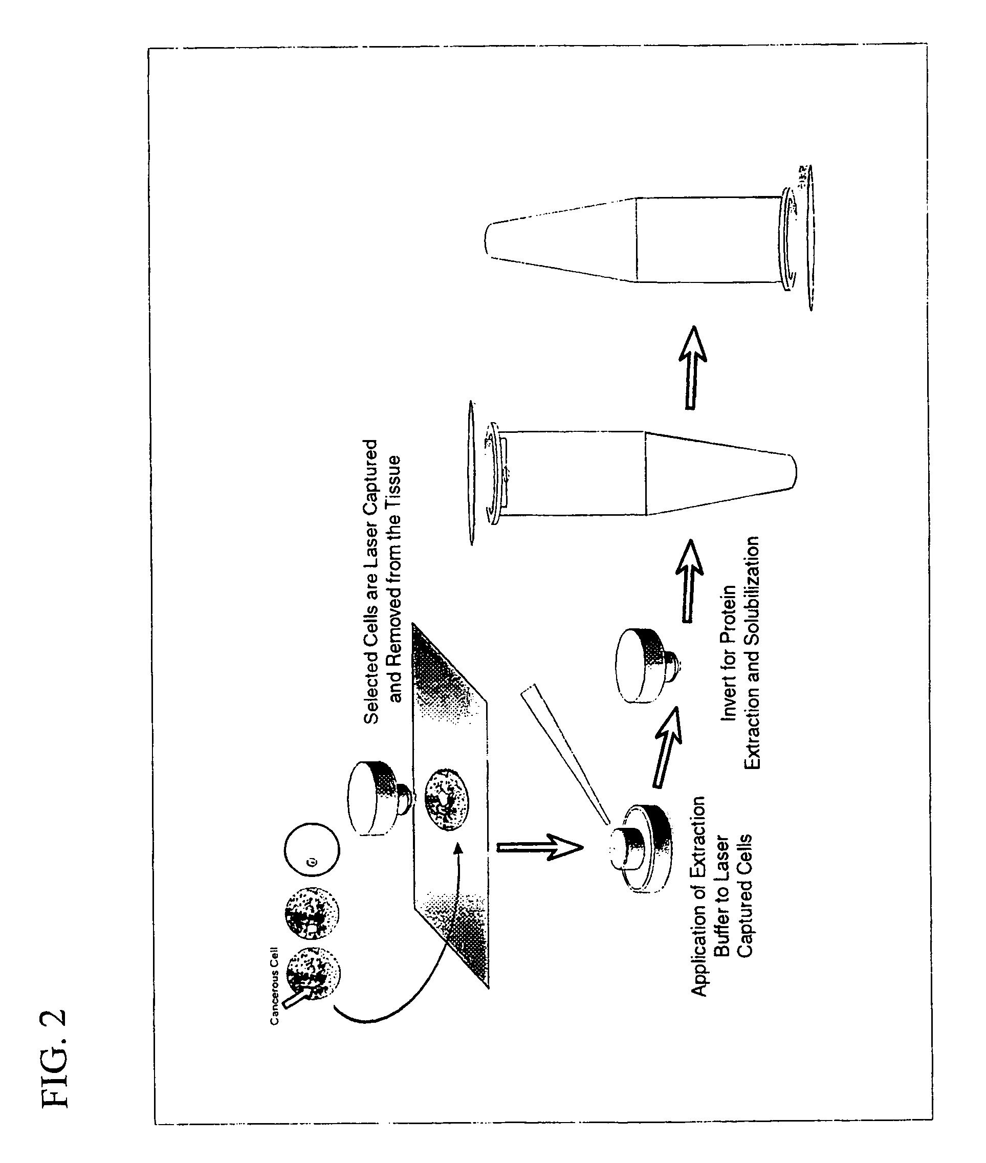 Methods for the isolation and analysis of cellular protein content