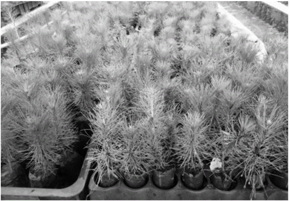 Seedling culture method for promoting pinus massoniana asexual nursery stock growth