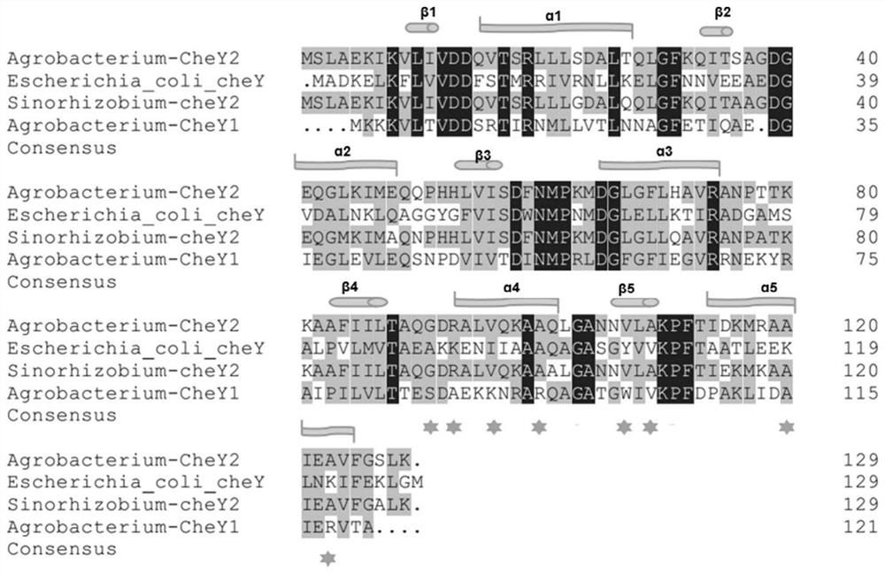 CheY2 mutant protein and application thereof