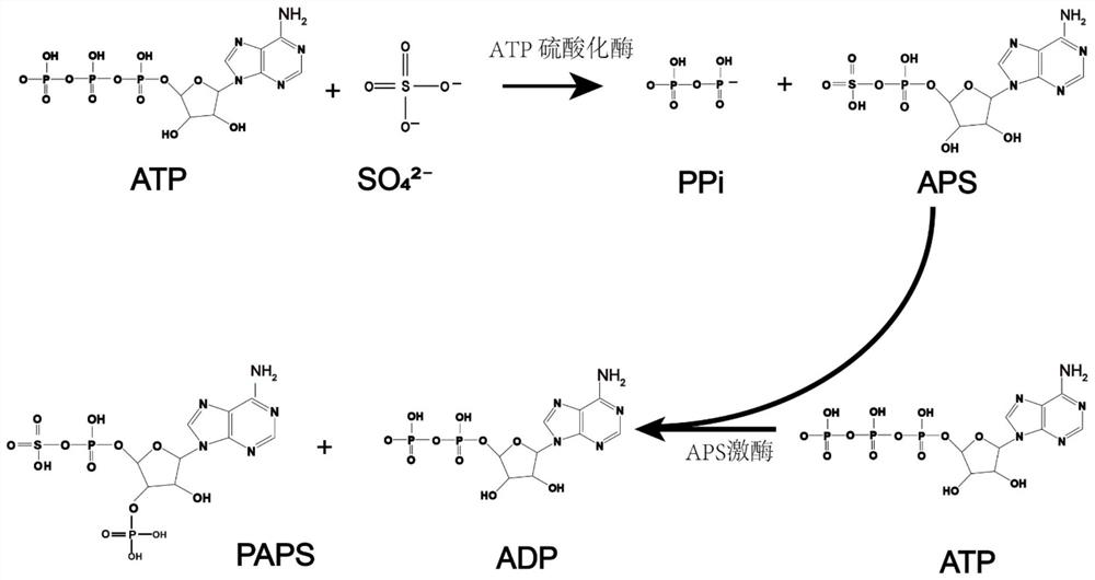 Method for synthesizing PAPS based on construction of bifunctional enzyme